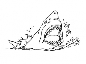 Shark image to download and color