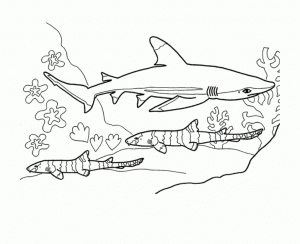 Coloring page sharks to color for kids