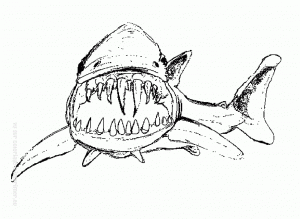 Shark image to download and color