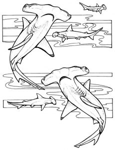 Coloring page sharks free to color for children