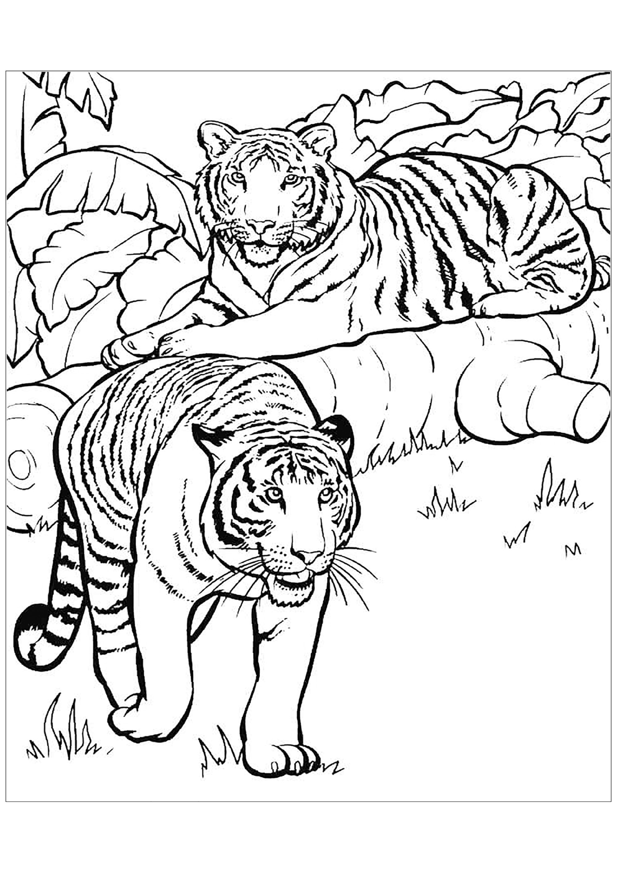 Free Tigers coloring page to print and color