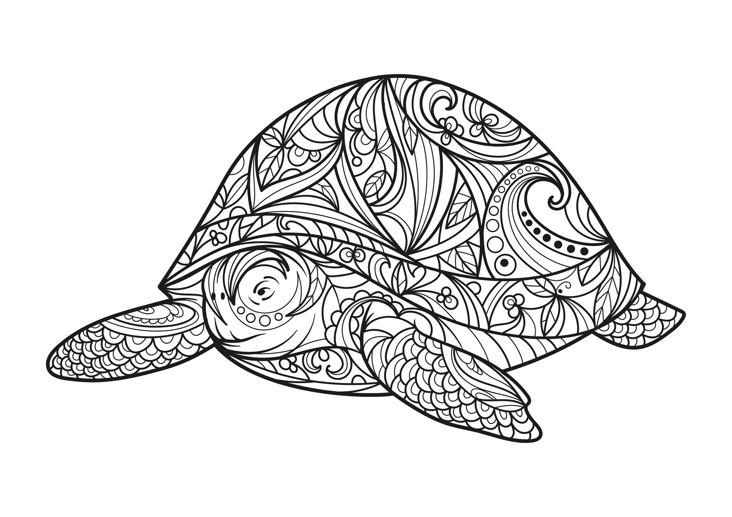 Big turtle full of various patterns
