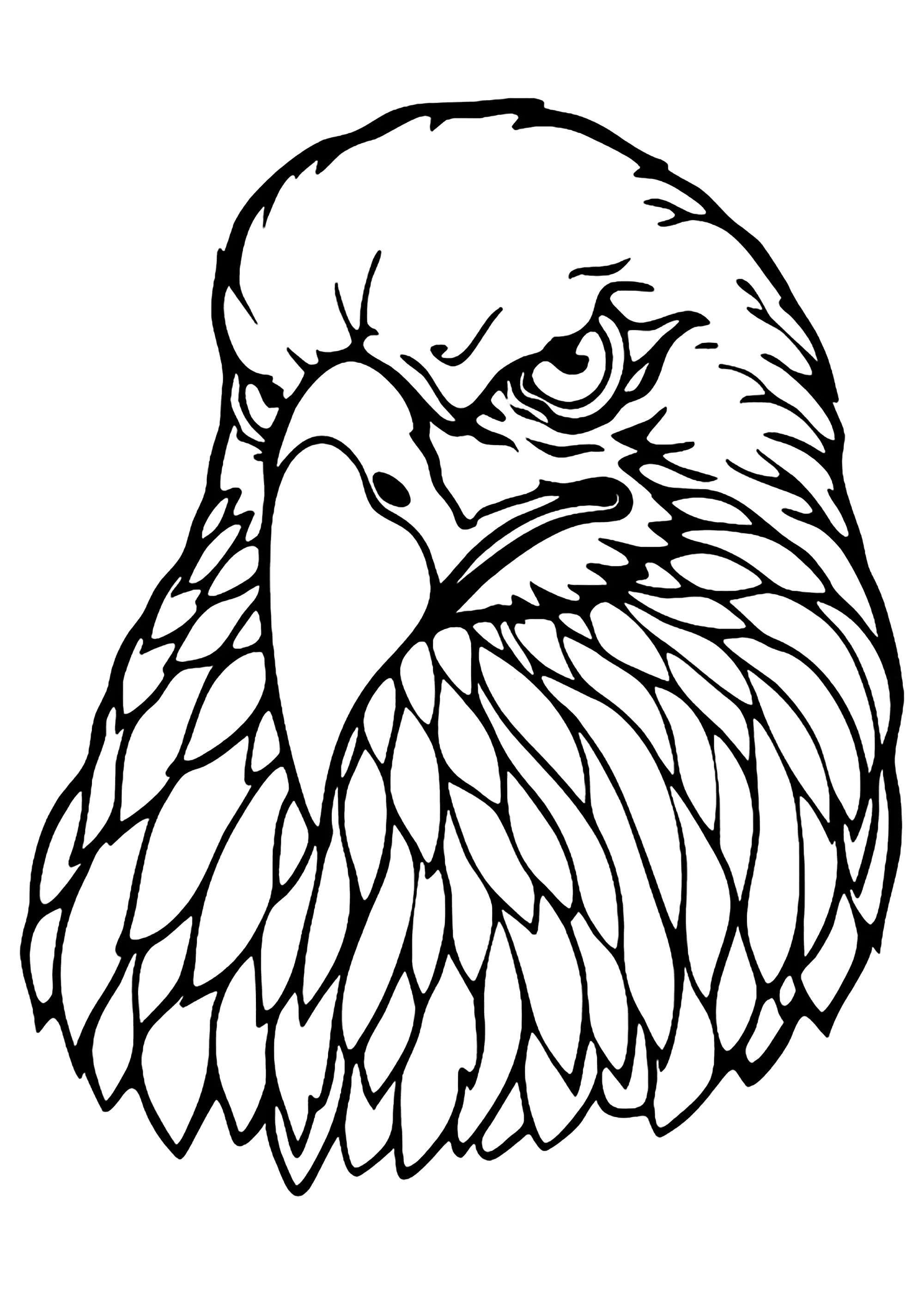 Adlerkopf (Ausmalbild von Adler zum Ausdrucken und Ausmalen für Kinder)