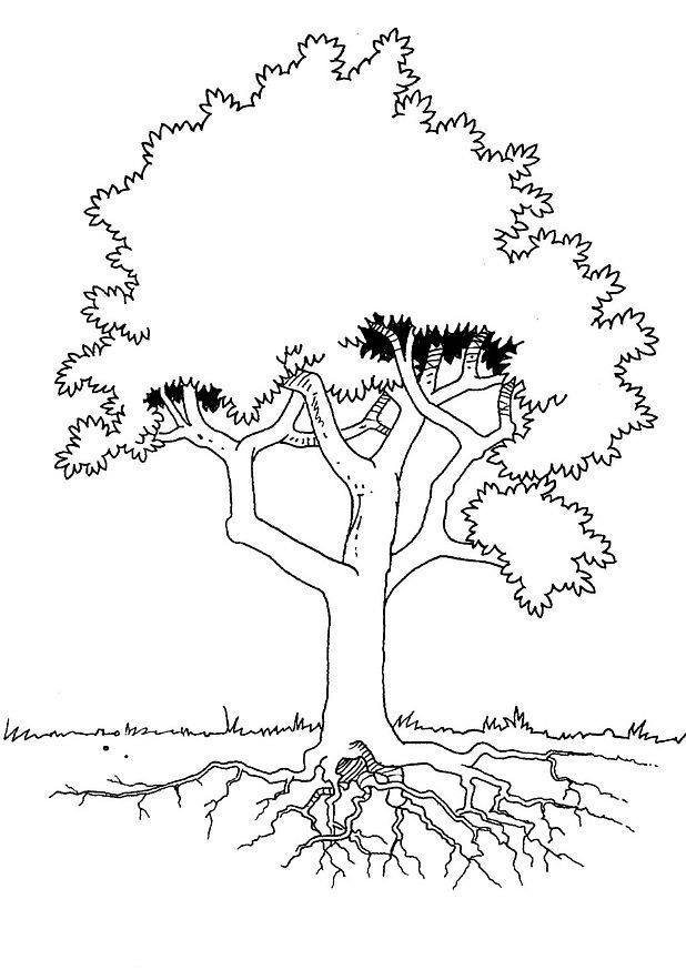 Baum und Wurzeln (Ausmalbild von Baeume zum Ausdrucken und Ausmalen für Kinder)