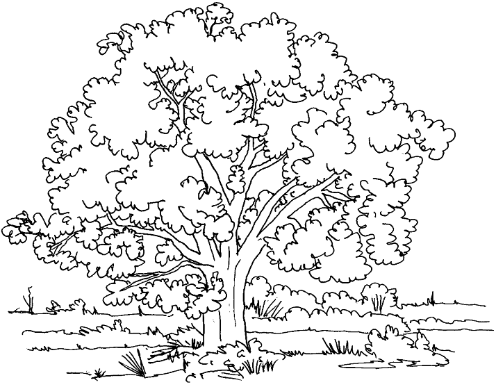 Riesiger Baum in einer schönen Wiese. (Ausmalbild von Baeume zum Ausdrucken und Ausmalen für Kinder)
