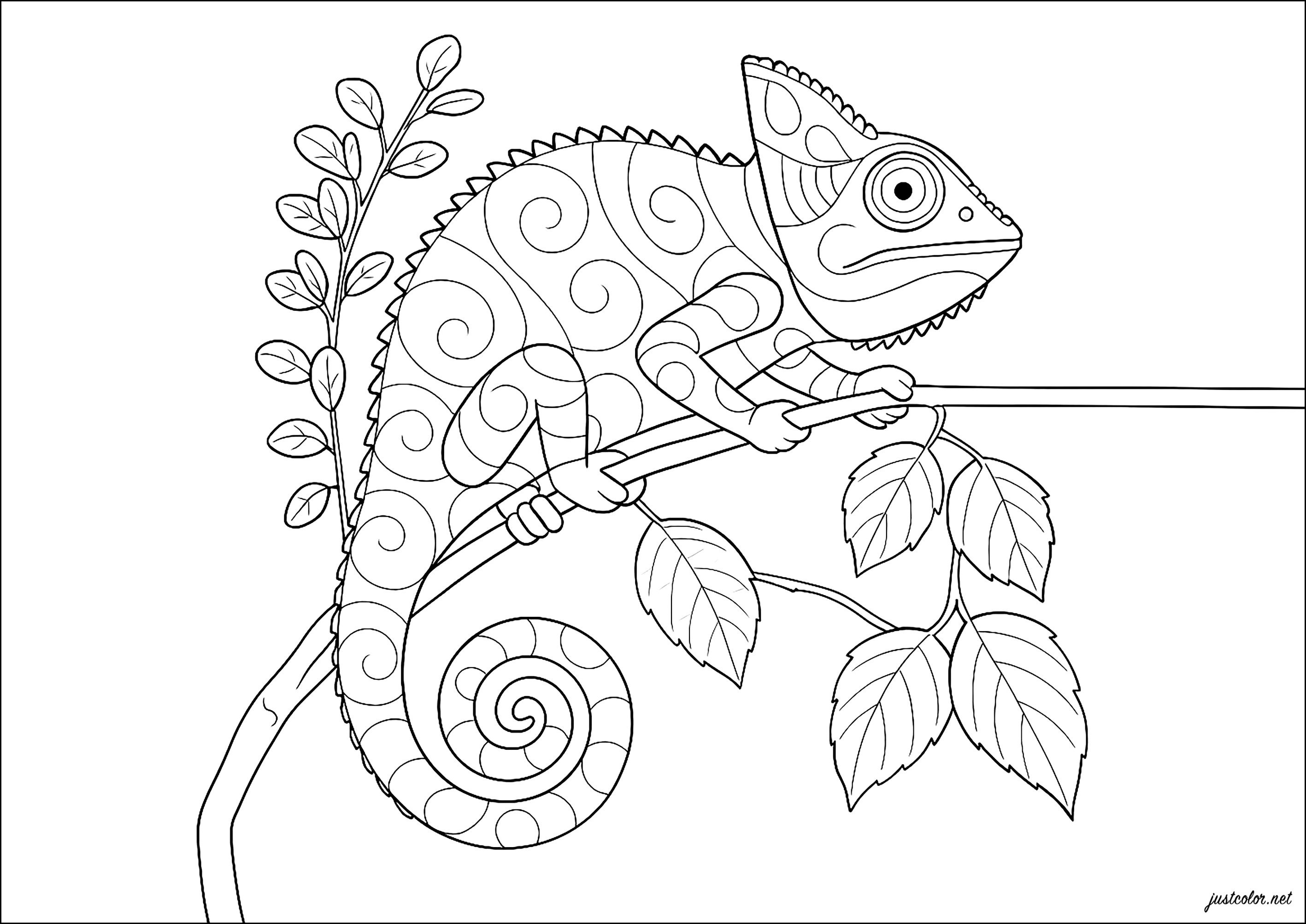 Charmantes Chamäleon auf einem Ast (Ausmalbild von Chamäleons und Eidechsen zum Ausdrucken und Ausmalen für Kinder)