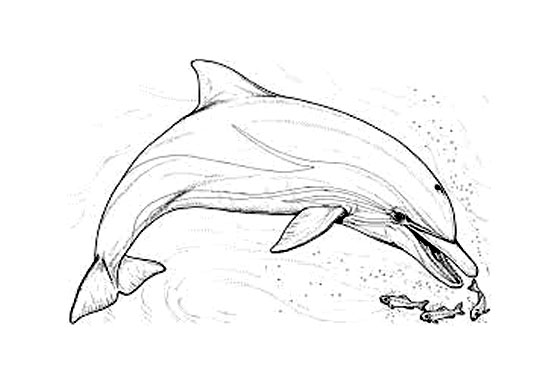 Bild von einem Delfin zum Ausmalen (Delfine)