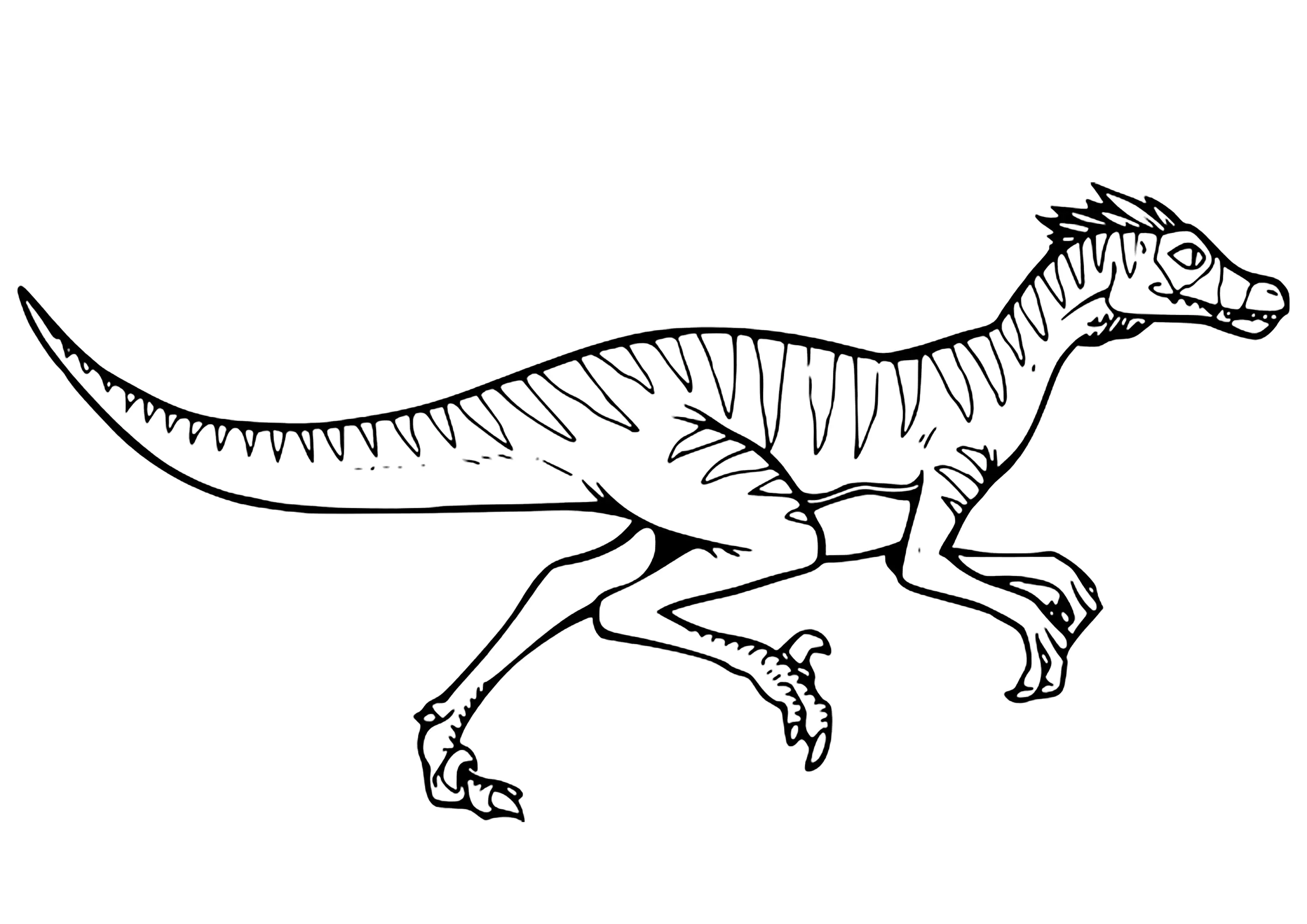 Velociraptor einfach zu färben (Ausmalbild von Dinosaurier zum Ausdrucken und Ausmalen für Kinder)