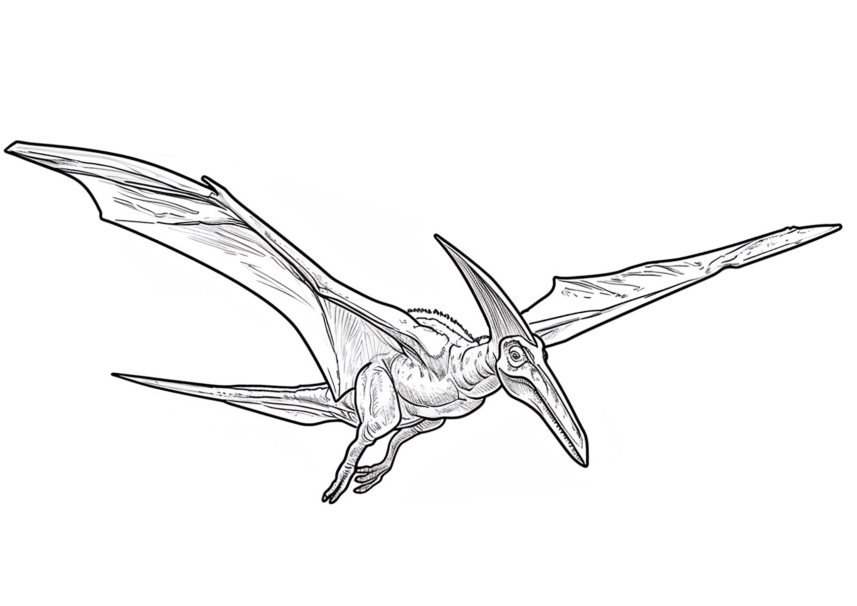 Pterodaktylus im Flug (Ausmalbild von Dinosaurier zum Ausdrucken und Ausmalen für Kinder)
