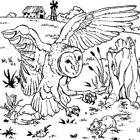 Ausmalbilder von Eulen zum kostenlosen Herunterladen (Ausmalbild zum Ausdrucken und Ausmalen für Kinder)