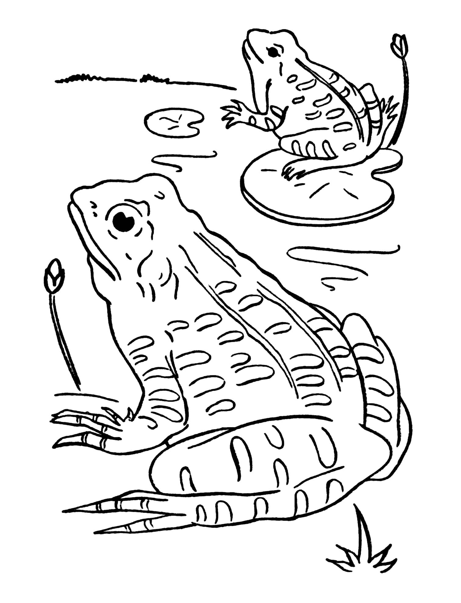 Ausmalbilder Frosch zum kostenlosen Herunterladen (Ausmalbild von Frösche zum Ausdrucken und Ausmalen für Kinder)