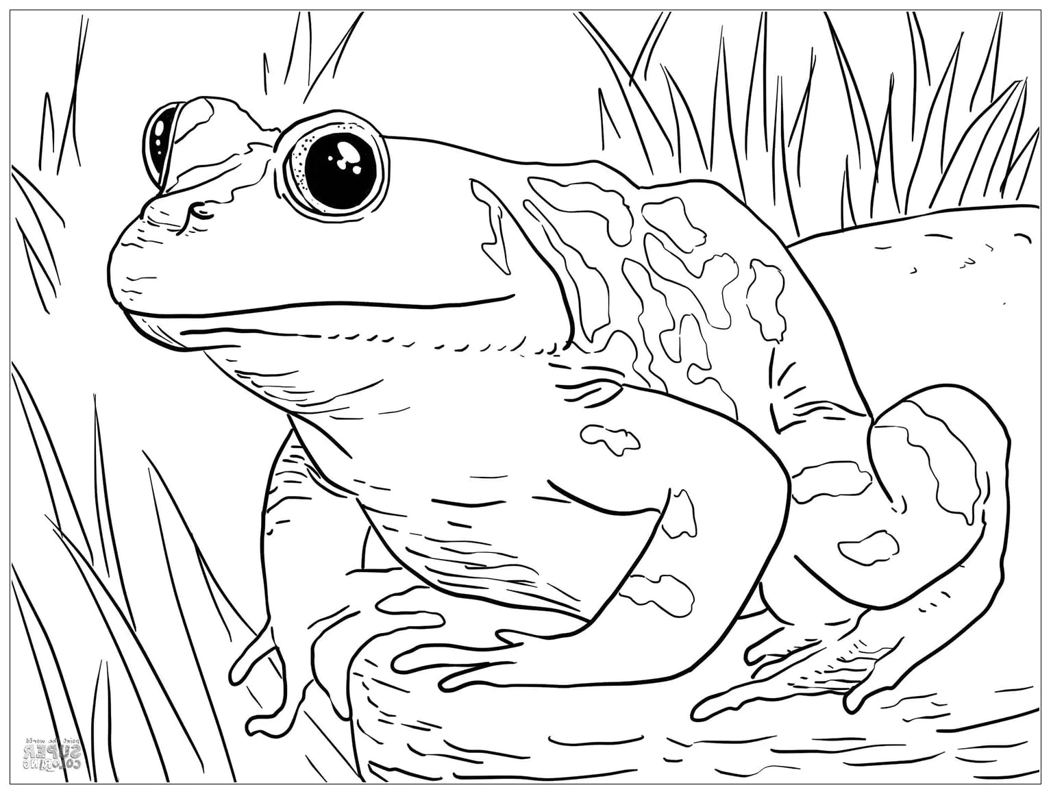 Froschbild zum Herunterladen und Ausmalen (Frösche)