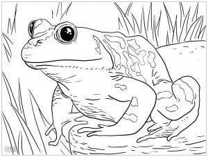 Froschbild zum Herunterladen und Ausmalen (Ausmalbild von Frösche)