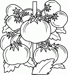 Coloriage von Obst und Gemüse zum Herunterladen (Ausmalbild von Früchte und Gemüse)