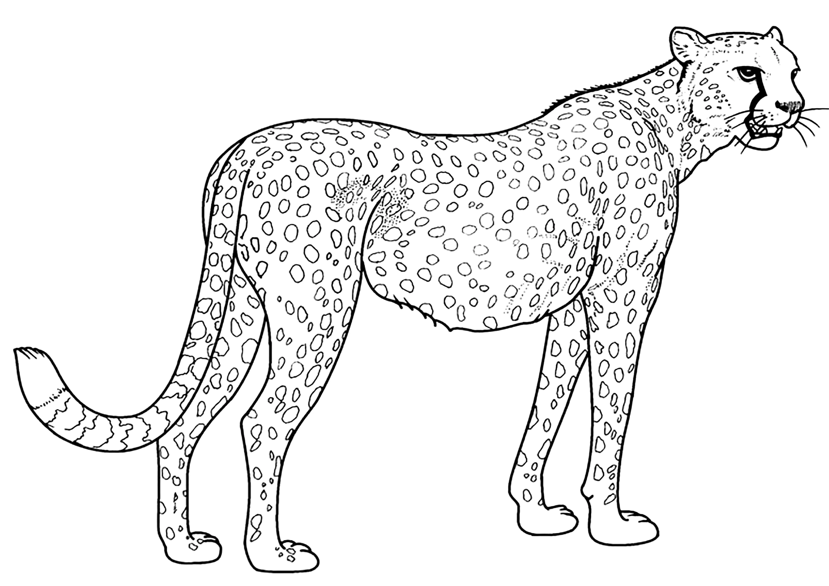 Realistischer und einfacher Gepard. (Ausmalbild von Geparde zum Ausdrucken und Ausmalen für Kinder)