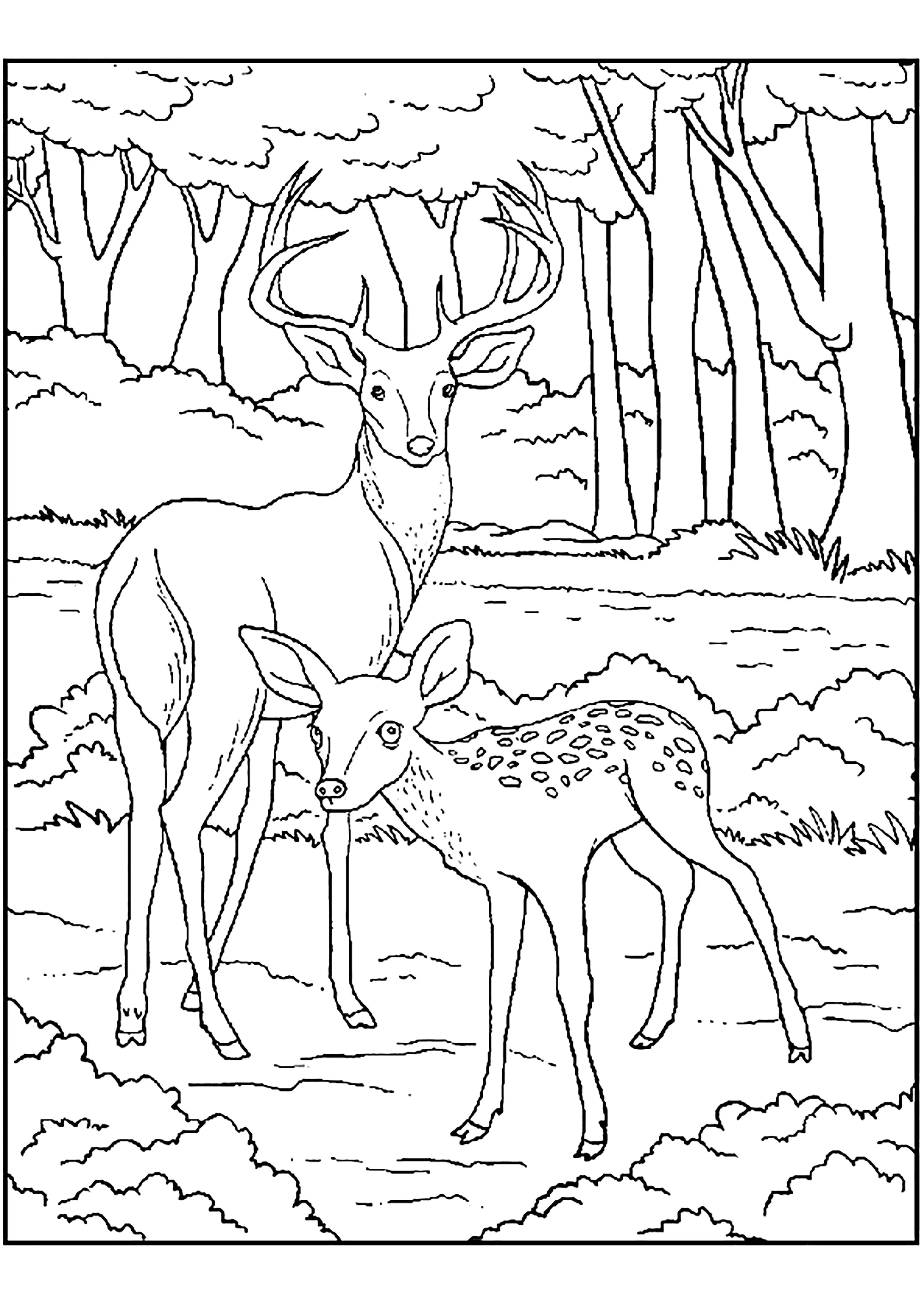 Zwei Hirsche im Wald (Ausmalbild zum Ausdrucken und Ausmalen für Kinder)