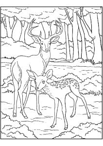 Zwei Hirsche im Wald (Ausmalbild)