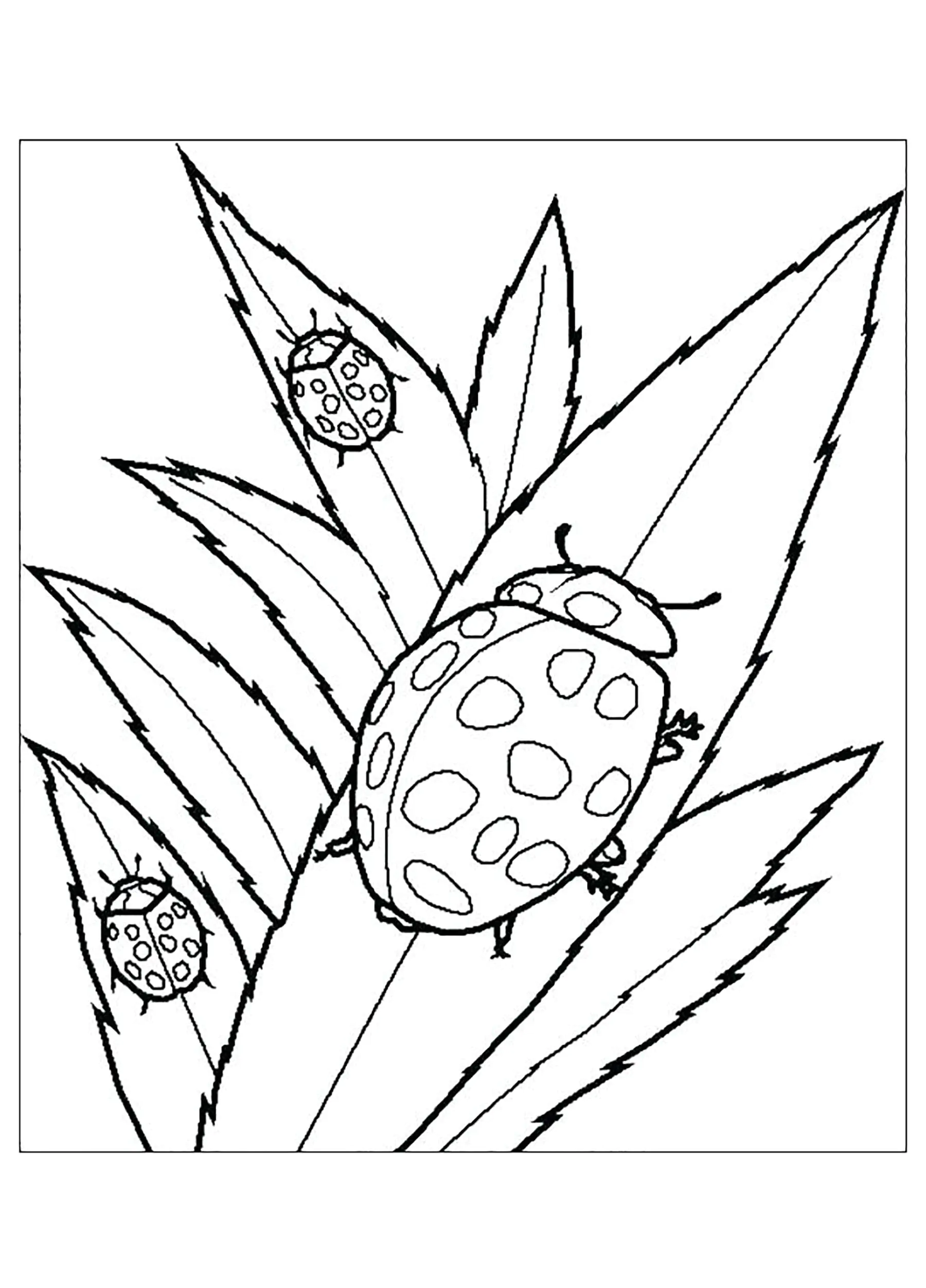 Marienkäfer (Ausmalbild von Images tagged "marienkafer" zum Ausdrucken und Ausmalen für Kinder)
