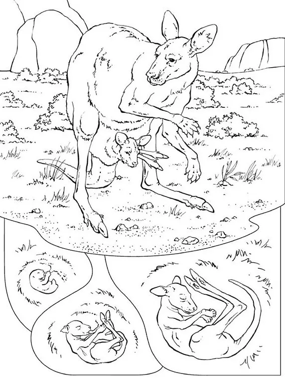 Känguru-Collage zum Ausdrucken für Kinder (Ausmalbild von Kaengurus zum Ausdrucken und Ausmalen für Kinder)