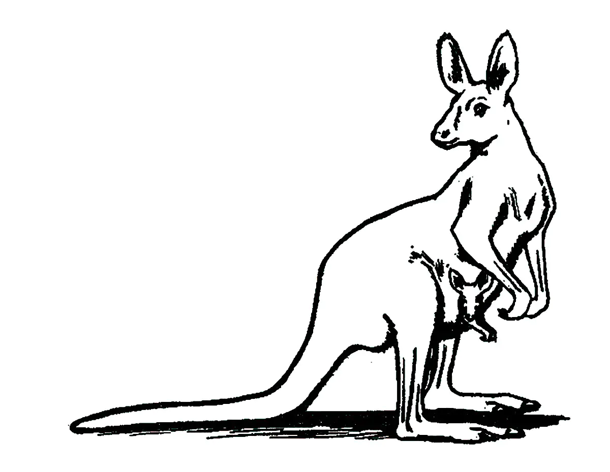 Kängurus (Ausmalbild von Kaengurus zum Ausdrucken und Ausmalen für Kinder)