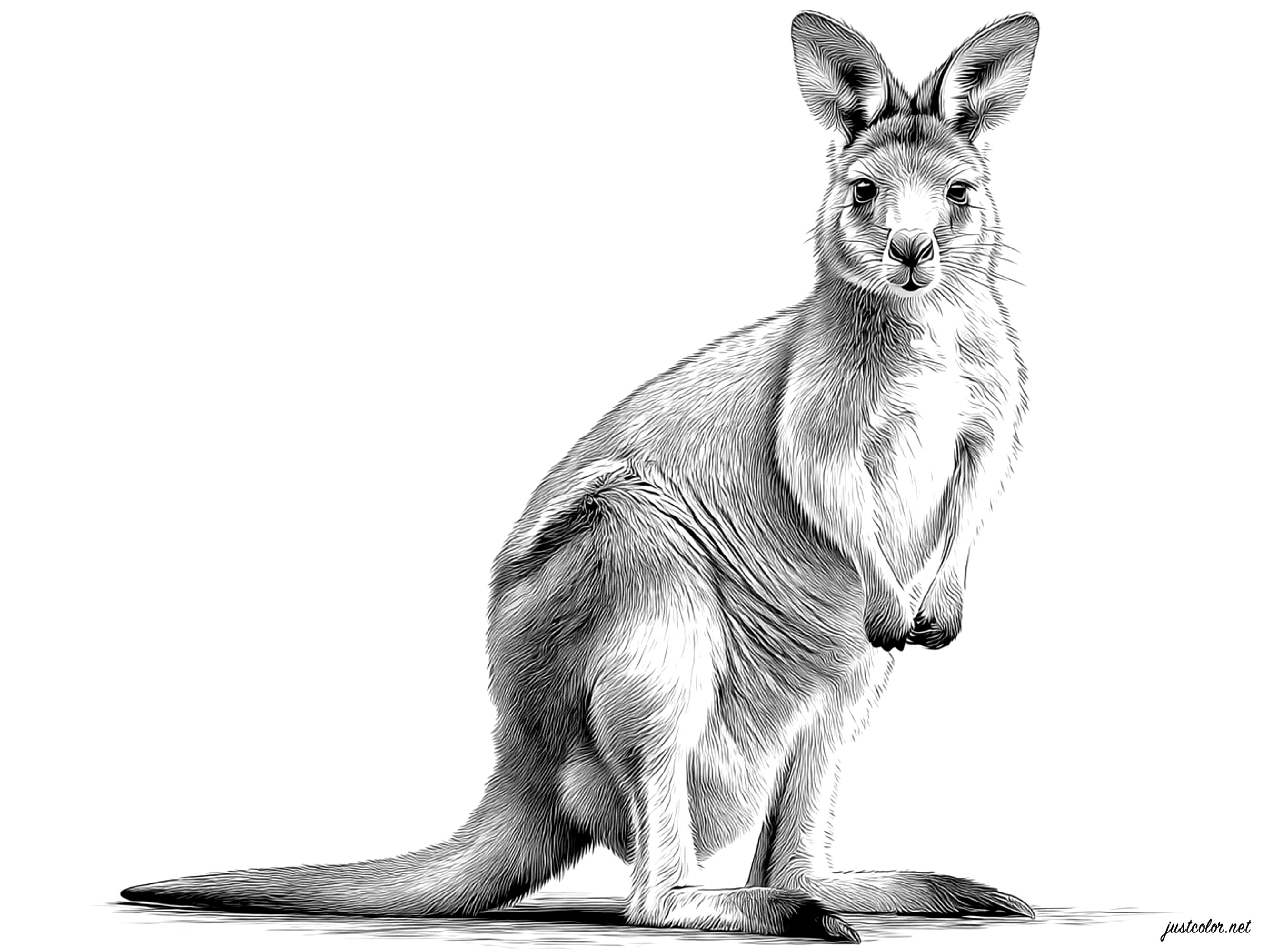 Ultrarealistische Känguru-Zeichnung (Ausmalbild von Kaengurus zum Ausdrucken und Ausmalen für Kinder)