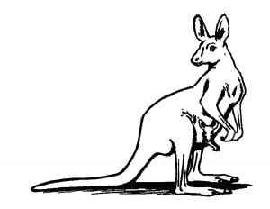 Kängurus (Ausmalbild von Kaengurus)
