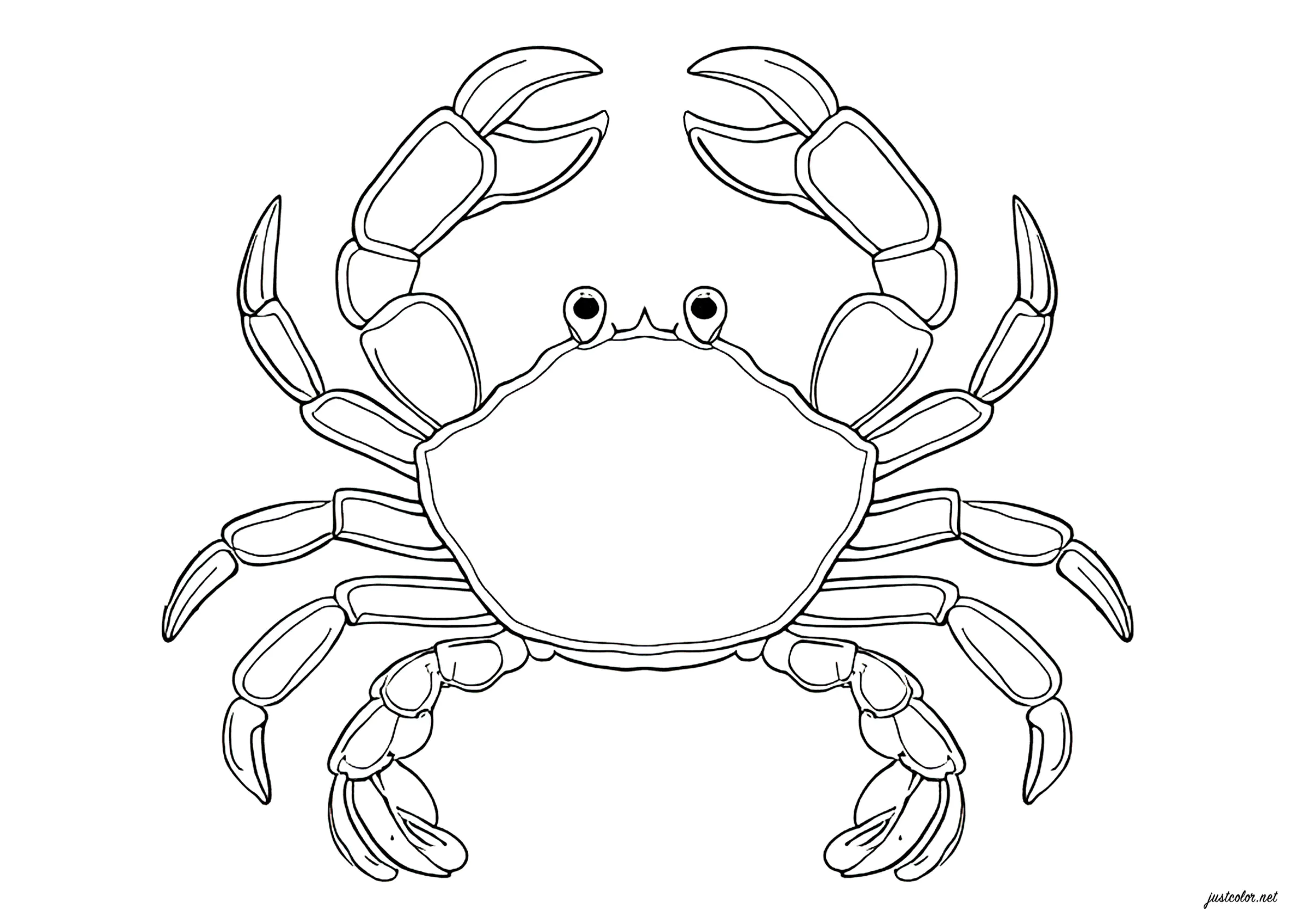 Hübsche, realistisch gezeichnete Krabbe (Ausmalbild zum Ausdrucken und Ausmalen für Kinder)
