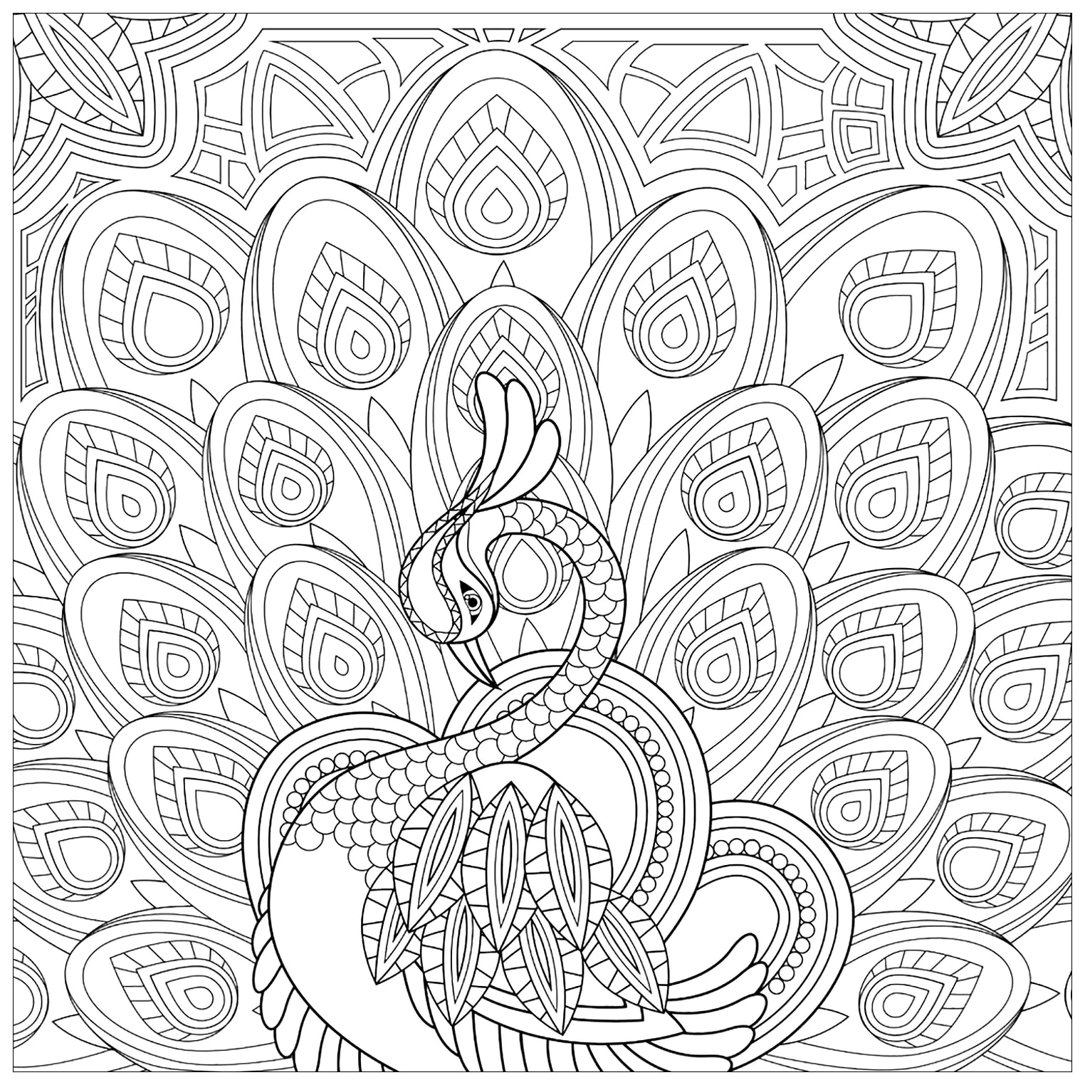 Ausmalbilder Pfau für Kinder (Ausmalbild von Pfauen zum Ausdrucken und Ausmalen für Kinder)