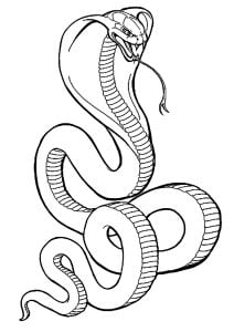 Die pfeifende Kobra (Ausmalbild von Schlangen)