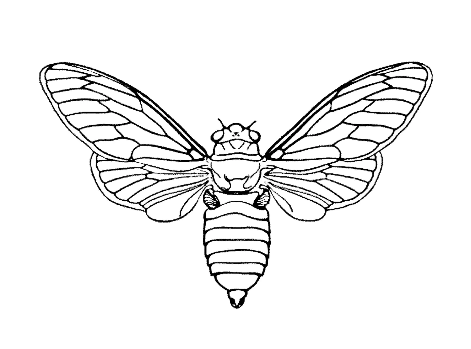 Nachtfalter (Ausmalbild von Schmetterlinge zum Ausdrucken und Ausmalen für Kinder)