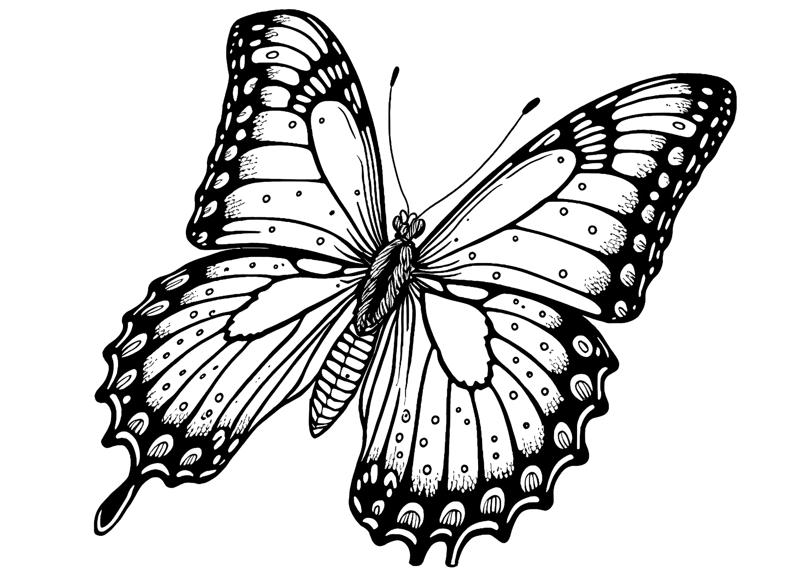 Dunkler Schmetterling (Ausmalbild von Schmetterlinge zum Ausdrucken und Ausmalen für Kinder)