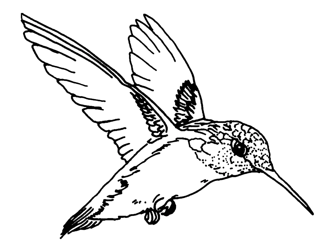 Fliegender Vogel (Ausmalbild zum Ausdrucken und Ausmalen für Kinder)
