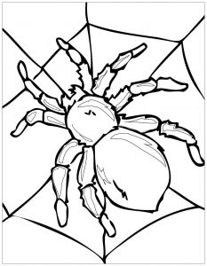 Druckbare Malvorlagen : Spinne