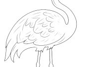 Dibujos de Flamencos rosados para colorear