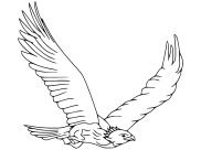Dibujos de Aguilas para colorear