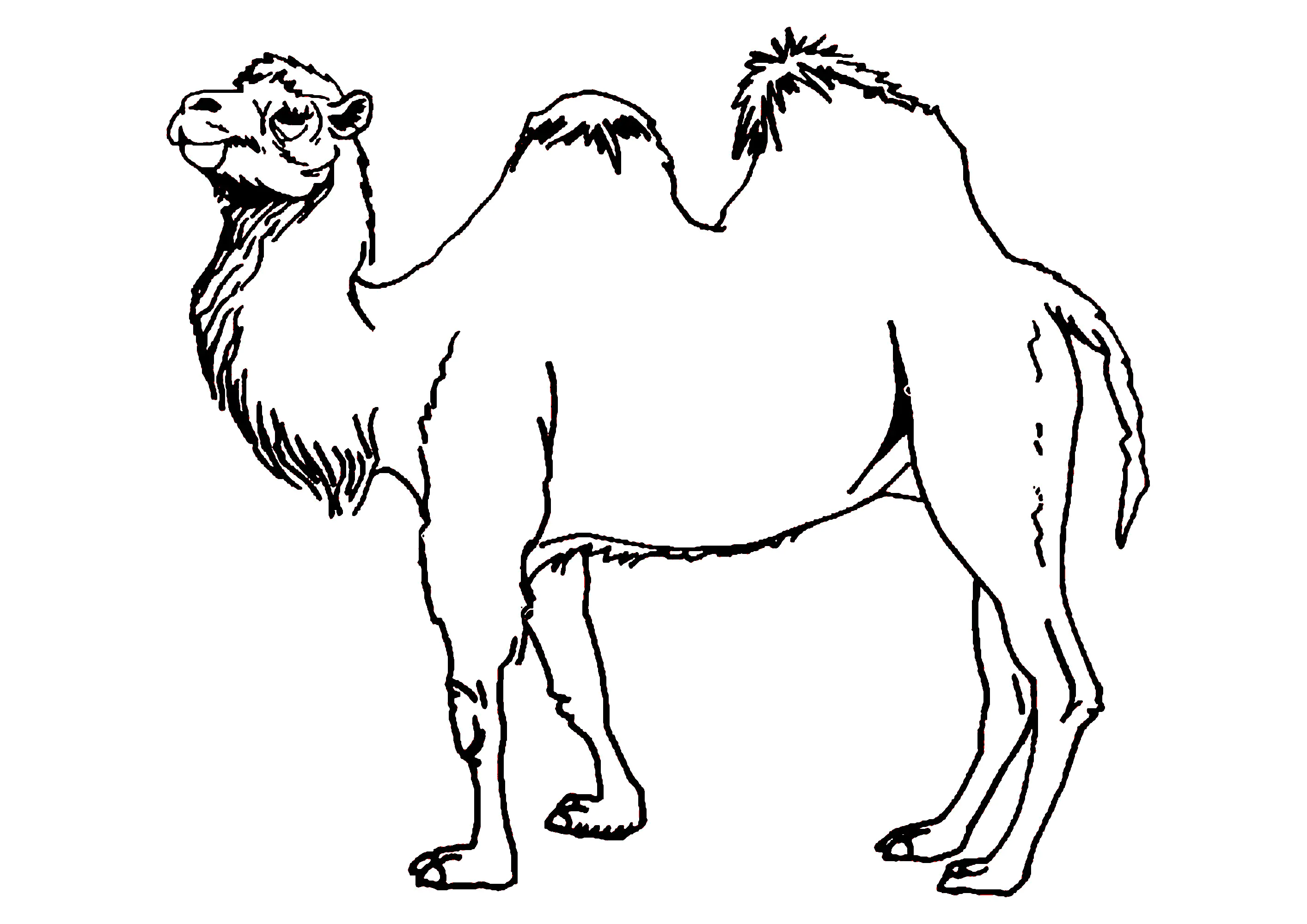 Camello sencillo para colorear (Camellos y dromedarios)