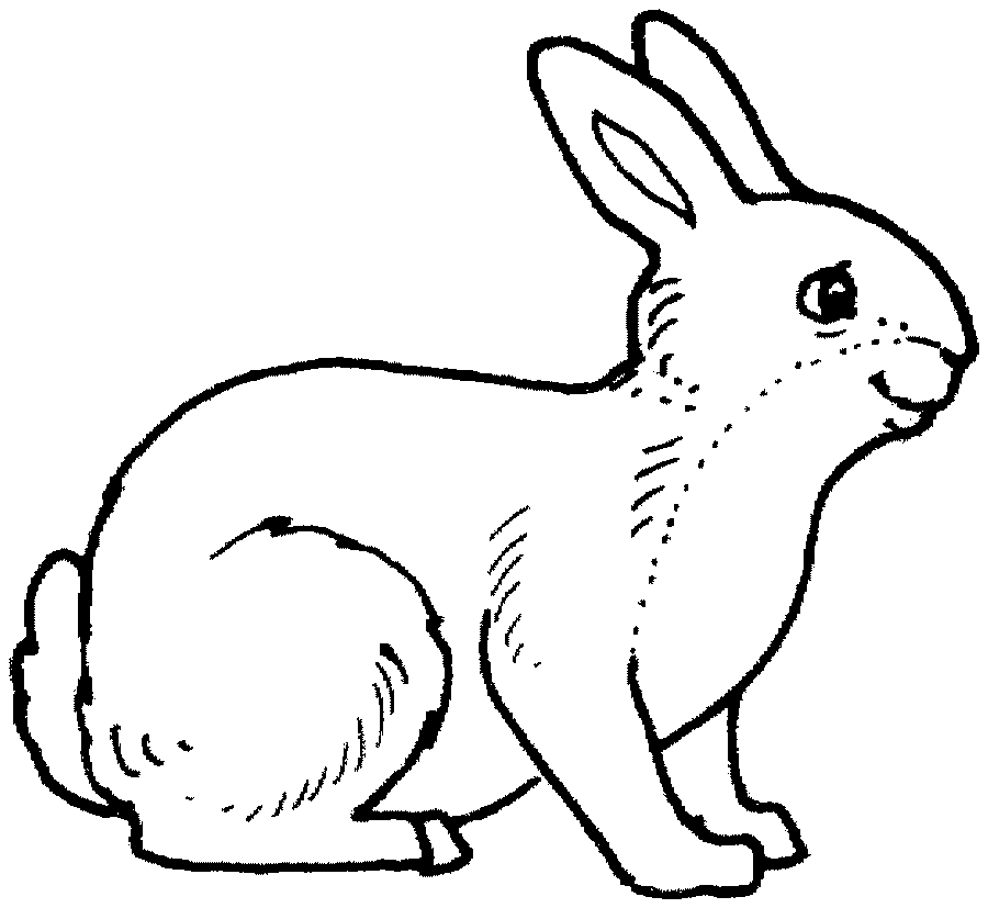 Conejo realista para colorear o decorar