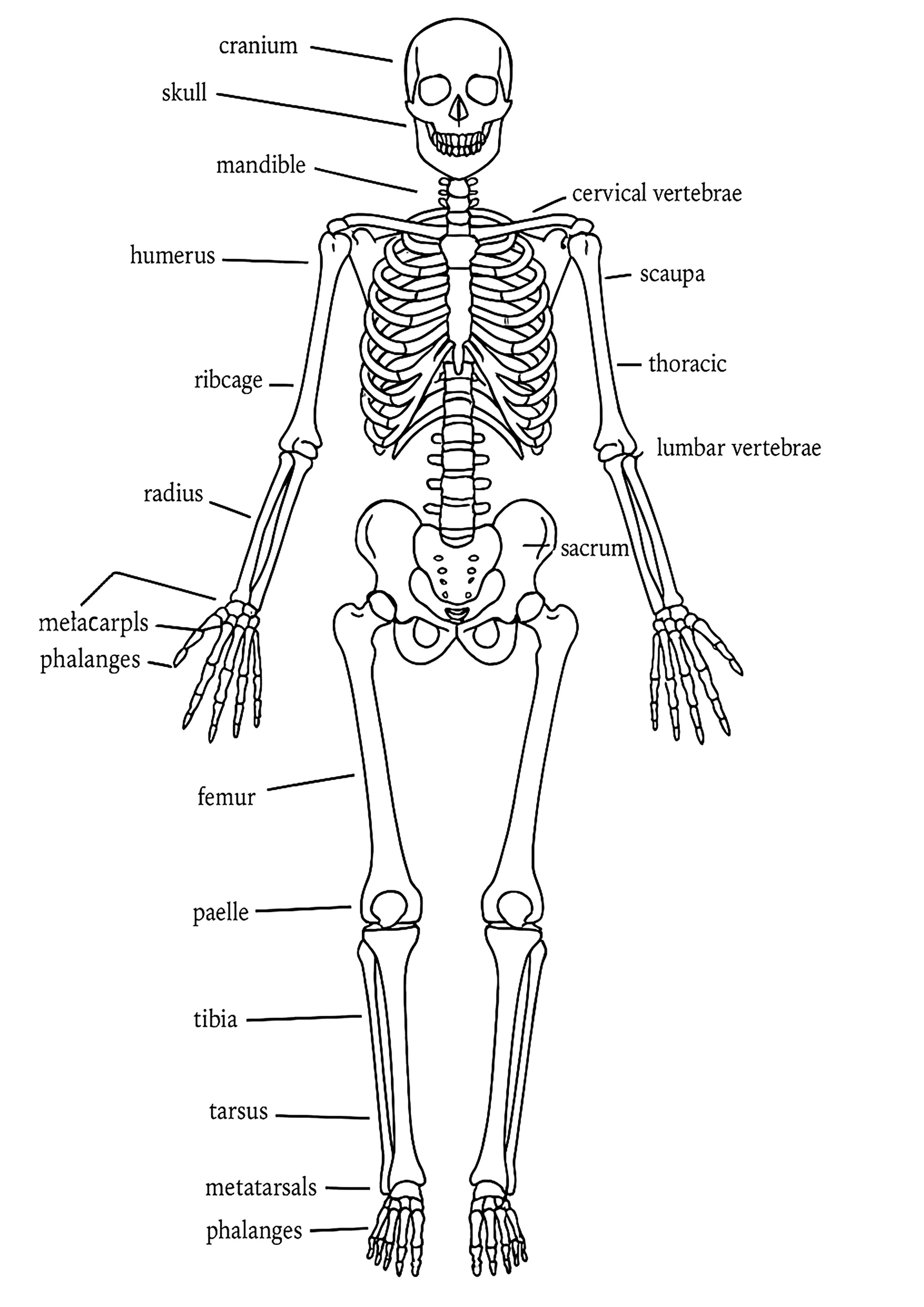 Descubrimiento del esqueleto humano - Páginas de Cuerpo humano para imprimir, image size:2000x2828
