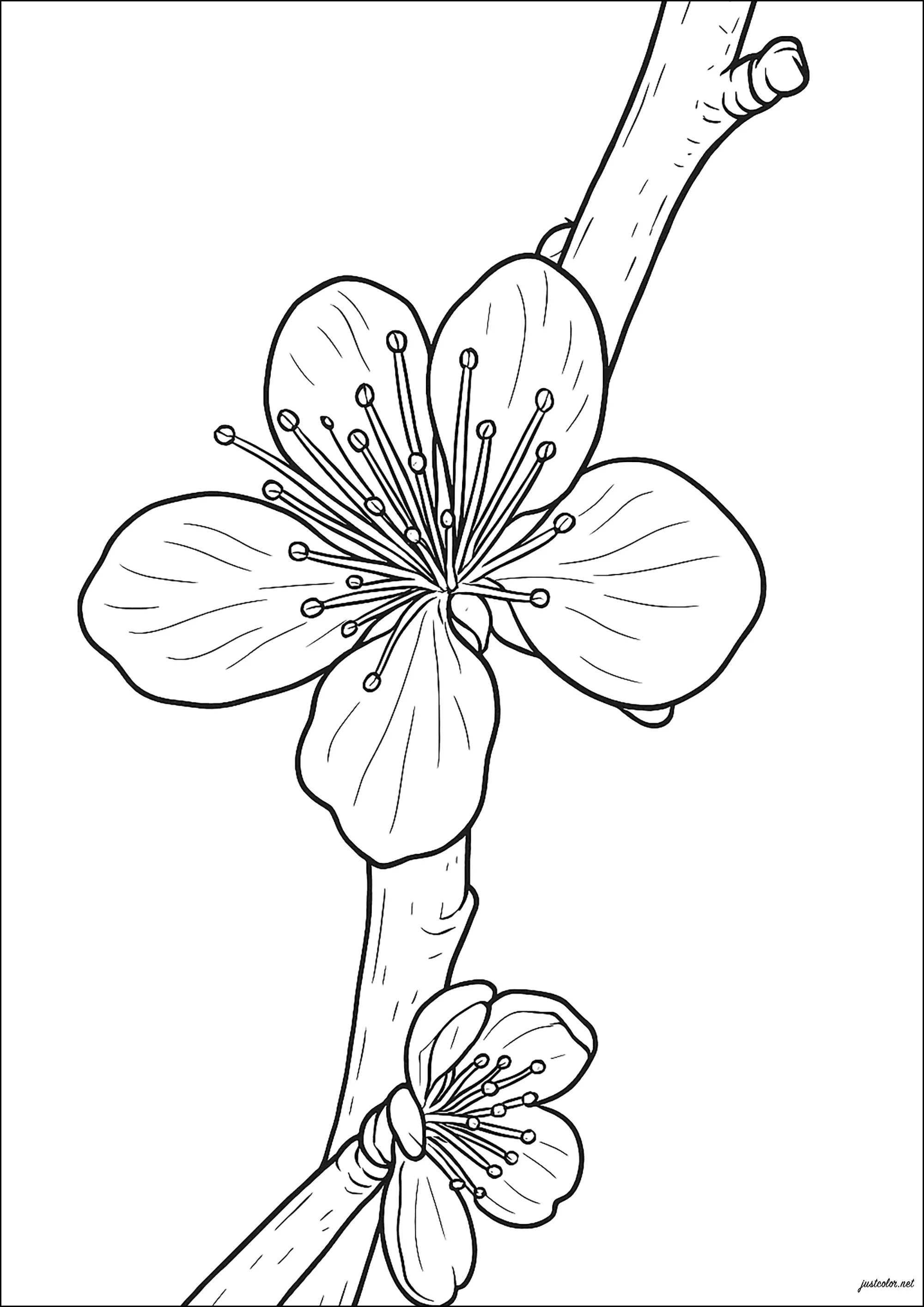 Bella flor de durazno (Página de Flores para imprimir para niños)