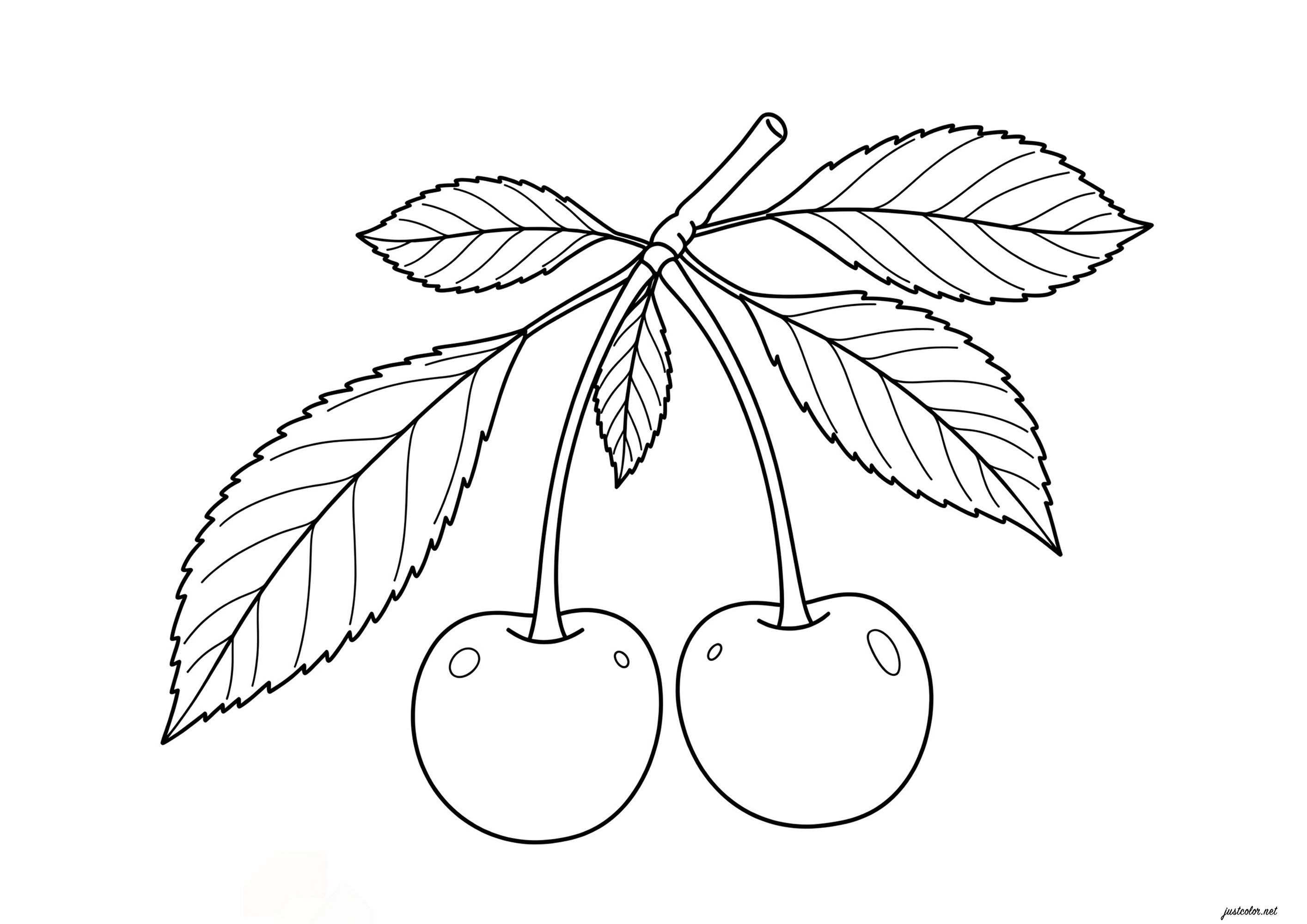Dibujos De Cerezas Para Colorear