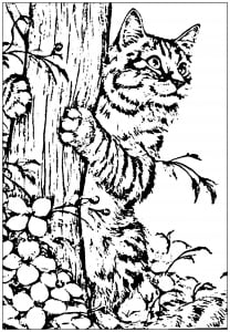 Dibujos para colorear de gatos