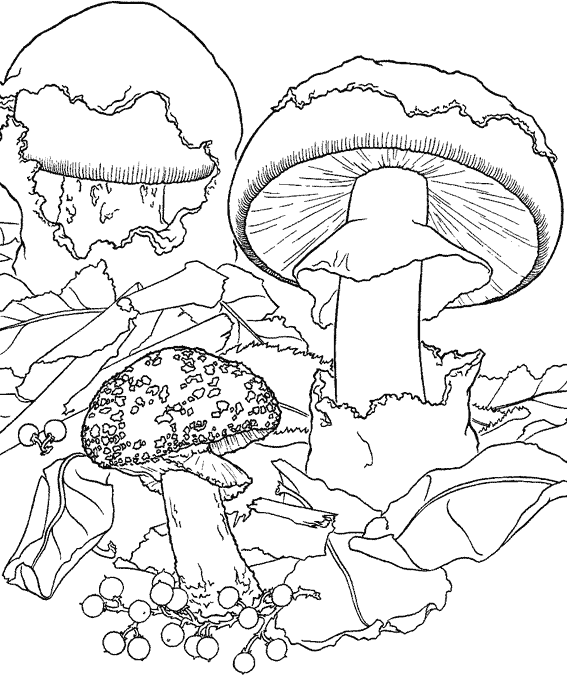 Dibujo de seta para imprimir y colorear (Hongos)