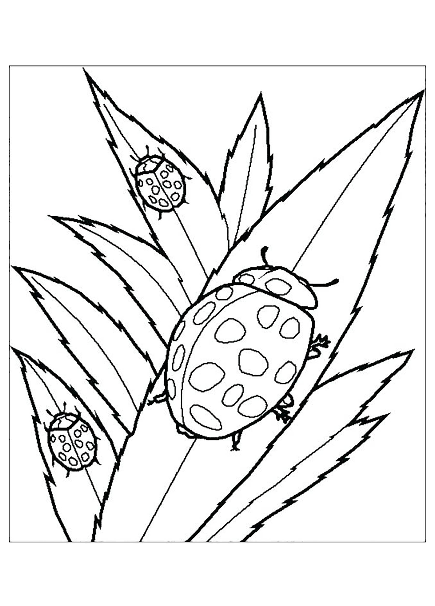 La familia de las mariquitas sobre una hoja.