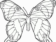 Páginas de Mariposas para imprimir para niños