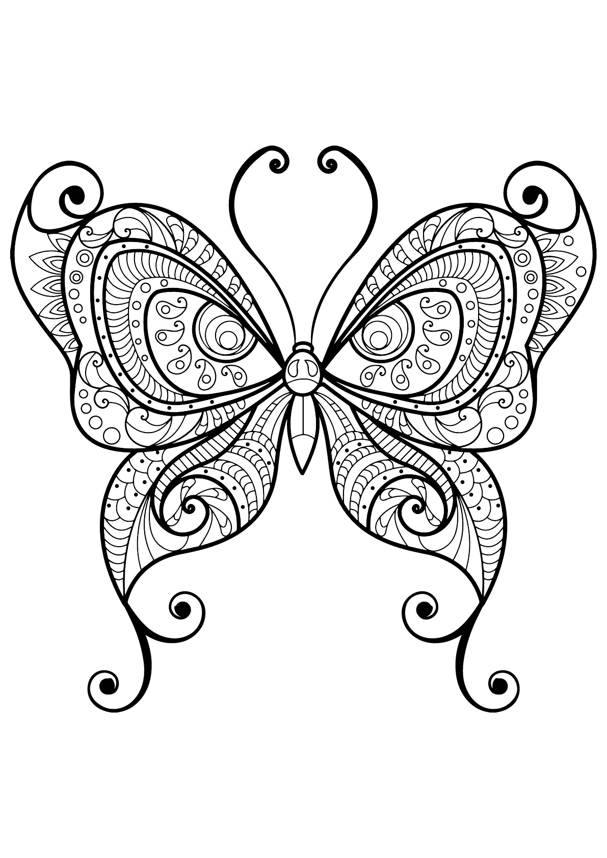 Mariposa con bellos e intrincados dibujos - 10