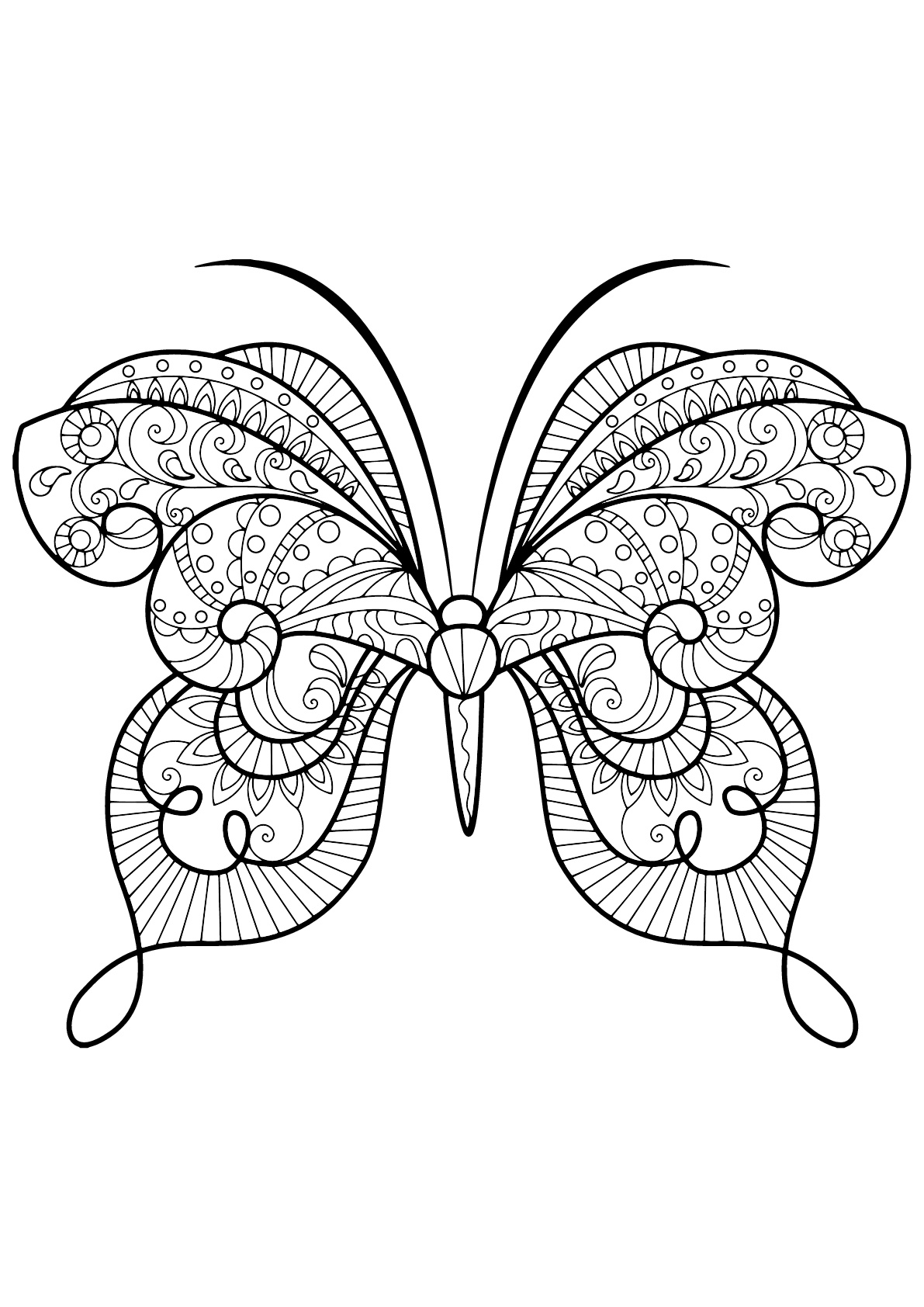 Mariposa con bellos e intrincados dibujos - 15
