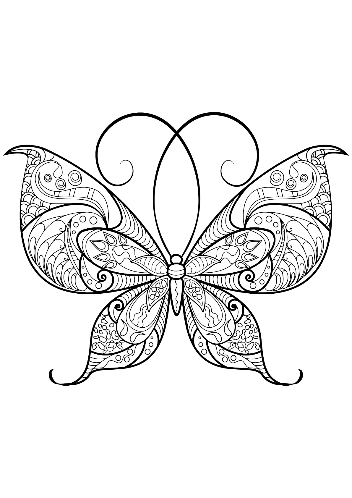 Mariposa con bellos e intrincados dibujos - 13
