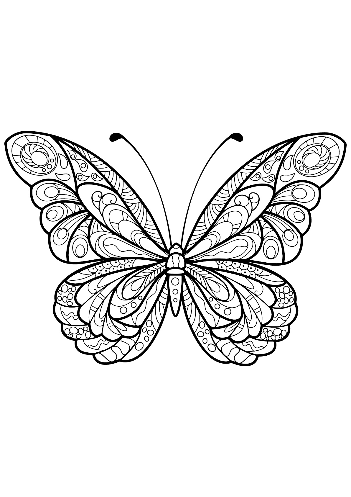 Mariposa con bellos e intrincados dibujos - 5