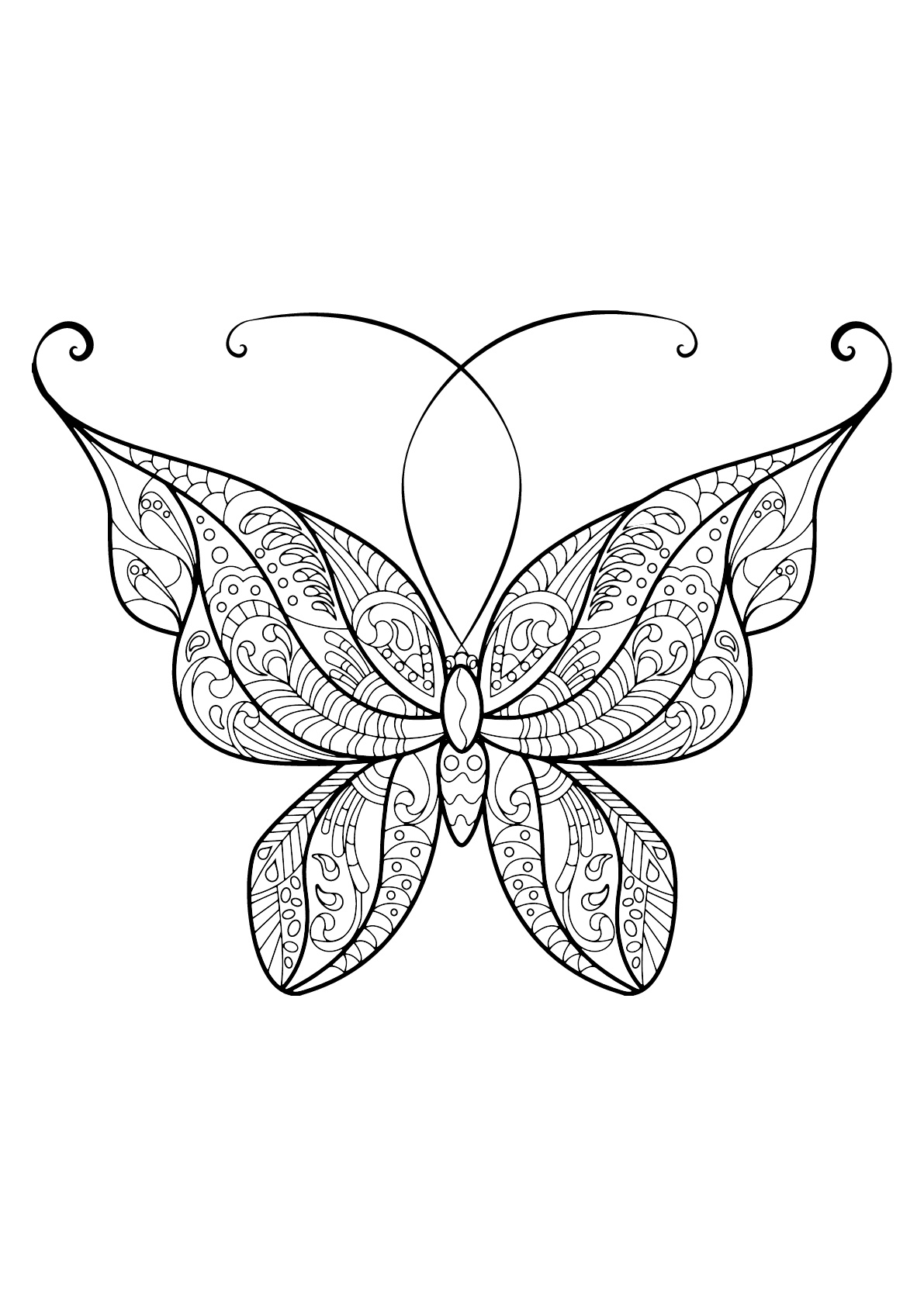 Mariposa con bellos e intrincados dibujos - 14