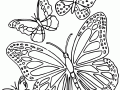 Dibujo de Mariposas para imprimir y colorear